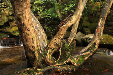 Image showing Carved Love Tree