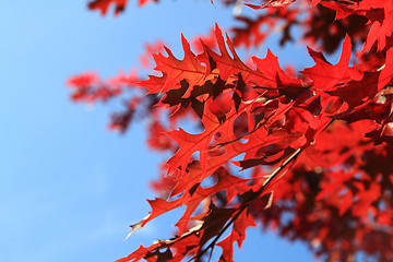 Image showing autumnal color leaves 