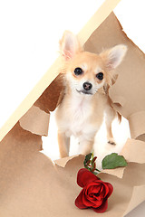 Image showing chihuahua as valentine present with rose