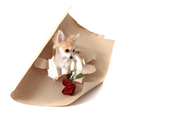 Image showing chihuahua as valentine present with rose