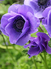 Image showing Lilac poppies on a green field with water drops