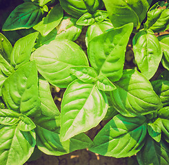 Image showing Retro look Basil picture