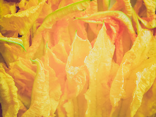 Image showing Retro look Courgette flowers