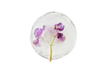 Image showing violet flowers frozen at ice