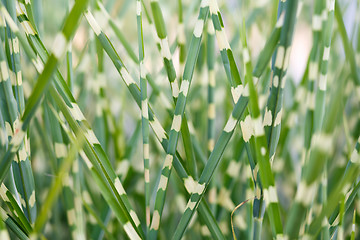 Image showing stripped ornamental grass background