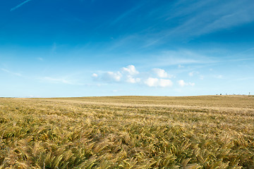 Image showing golden wheat field with clouds