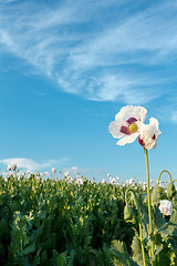 Image showing agriculture poppy field