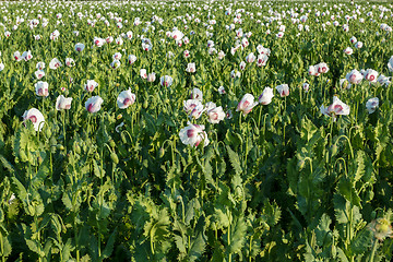 Image showing agriculture poppy field