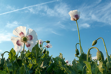 Image showing agriculture poppy field