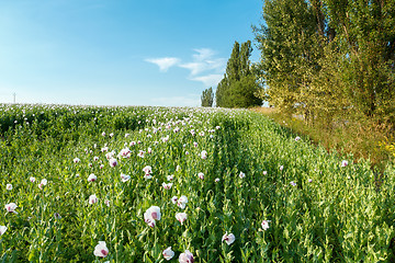 Image showing agriculture poppy field