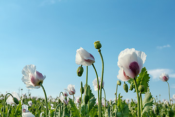 Image showing agriculture poppy field