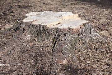 Image showing big tree stump