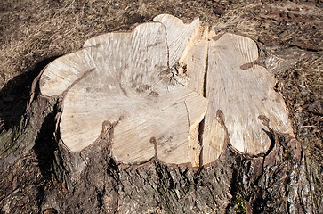 Image showing big tree stump