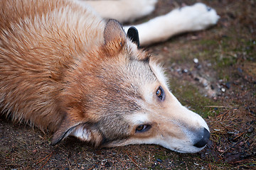 Image showing sad dog laying on the ground