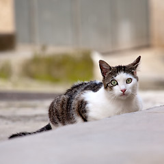 Image showing street cat