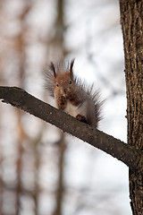 Image showing red squirrel