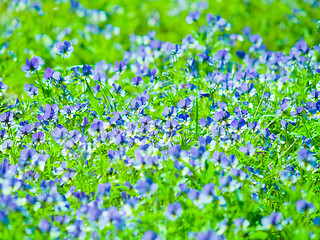 Image showing Flowers