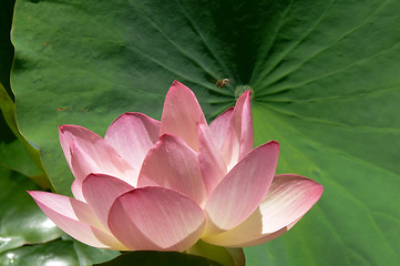 Image showing Pink water lily