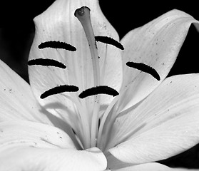 Image showing white lily