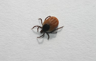 Image showing ixodes ricinus