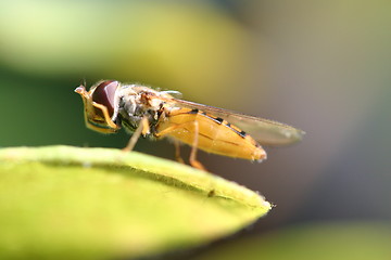 Image showing Episyrphus balteatus