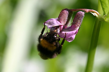 Image showing bombus pratorum