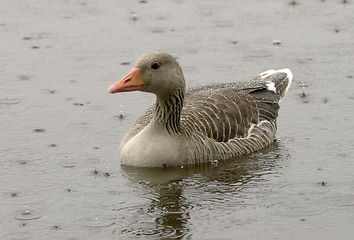 Image showing Greylag goose