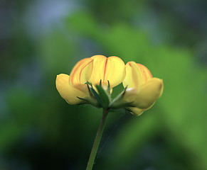 Image showing yellow sommerflower