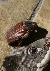 Image showing moth and beetle