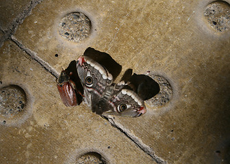 Image showing moth and beetle