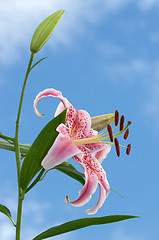 Image showing Fragrant Oriental Lily