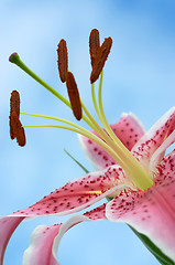 Image showing Oriental lily bursting into bloom