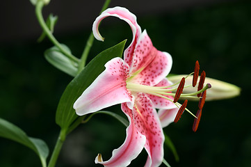 Image showing Garden stargazer lily