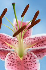 Image showing Blooming Lily