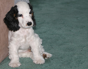 Image showing cute puppy sitting