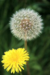 Image showing dandelion