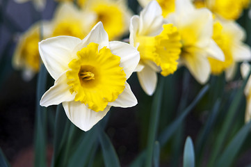 Image showing Narcissus (plant), daffodil