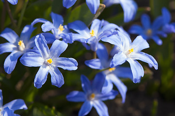 Image showing Blue spring flowers