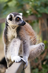 Image showing Ring-tailed lemur (Lemur catta)