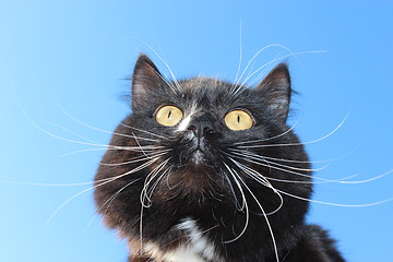 Image showing black cat with white tie