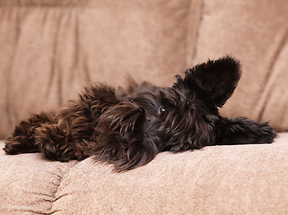 Image showing Miniature schnauzer on couch