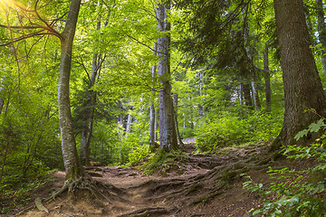 Image showing Sunlight in the green forest