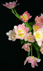 Image showing tulips