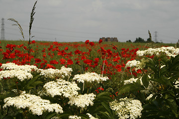 Image showing poppy field