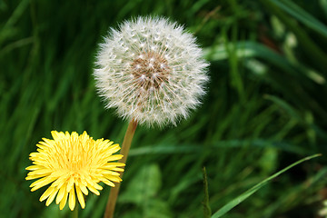 Image showing dandelion