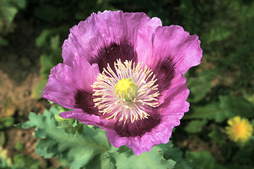 Image showing purple poppy
