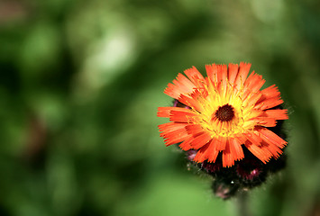 Image showing orange wild flower