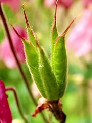 Image showing aquilegia seed pod