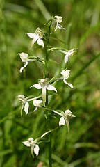 Image showing platanthera bifolia