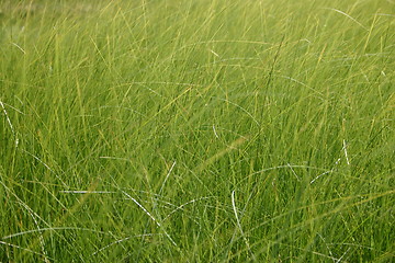 Image showing gras background